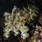 Ascarosepion latimanus